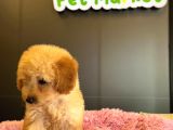 Poodle Yavrular