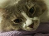 Aşıları Tam Sevimli Kısır Dişi Kedi