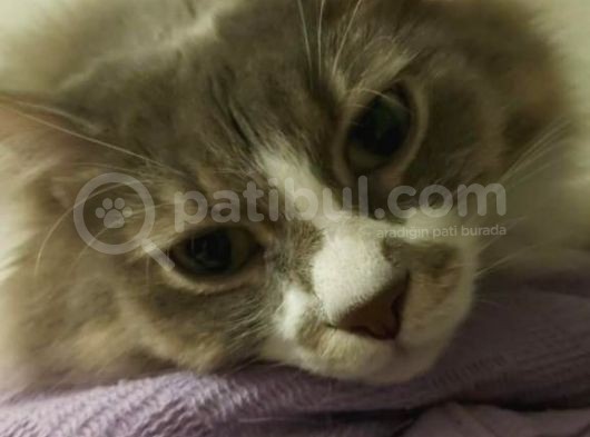 Aşıları Tam Sevimli Kısır Dişi Kedi görsel