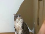 Aşıları Tam Sevimli Kısır Dişi Kedi
