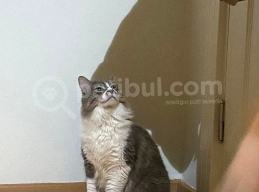 Aşıları Tam Sevimli Kısır Dişi Kedi görsel