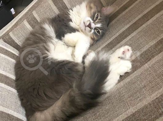 Aşıları Tam Sevimli Kısır Dişi Kedi görsel