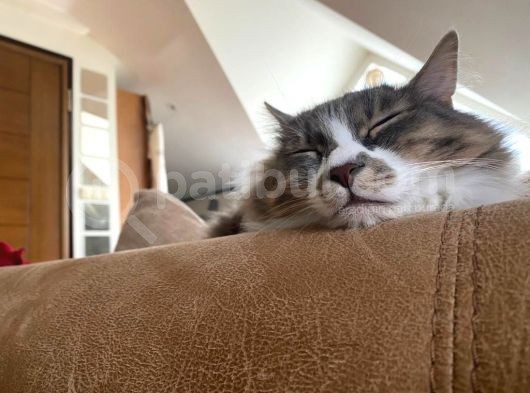 Aşıları Tam Sevimli Kısır Dişi Kedi
