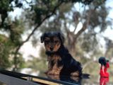 Safkan Yorkshire Terrier Yavru