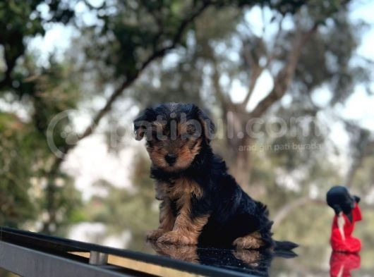 Safkan Yorkshire Terrier Yavru görsel