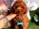 Evin neşesi  toy poodle 