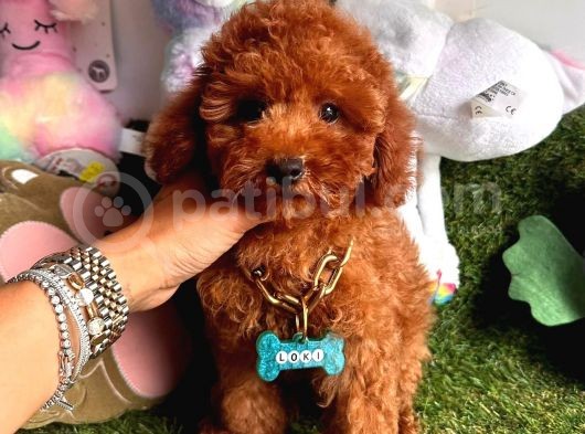 Evin Neşesi  Toy Poodle 