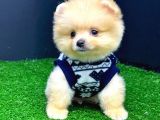2 Aylık Erke Ve Dişi Pomerania Bebekler