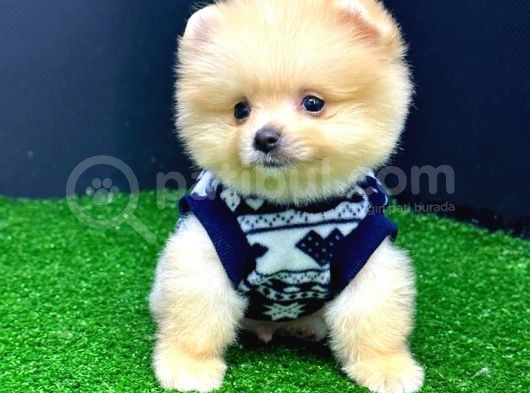 2 Aylık Erke Ve Dişi Pomerania Bebekler görsel