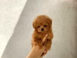 Orijinal Maltipoo Erkek Bebeğim Monky