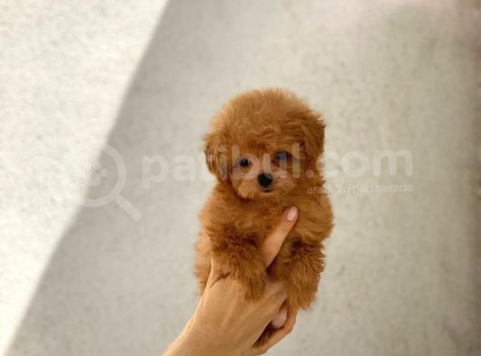 Orijinal Maltipoo Erkek Bebeğim Monky görsel