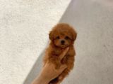 Orijinal maltipoo erkek bebeğim monky