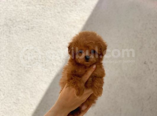 Orijinal Maltipoo Erkek Bebeğim Monky