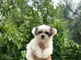 Mini Boy Morkie Yavrular