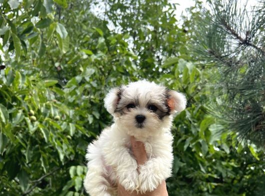Mini Boy Morkie Yavrular
