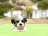 blue gen hattında morkie oğlumuz