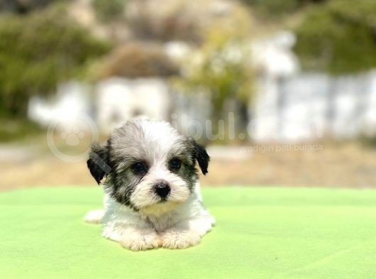 Blue Gen Hattında Morkie Oğlumuz