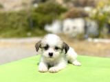 0 no morkie oğlumuz