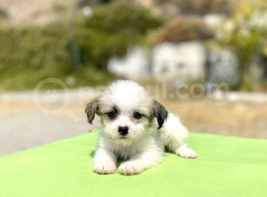 0 No Morkie Oğlumuz
