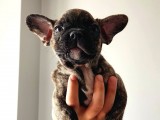 2 Aylık Brindle Pattern French Bulldog
