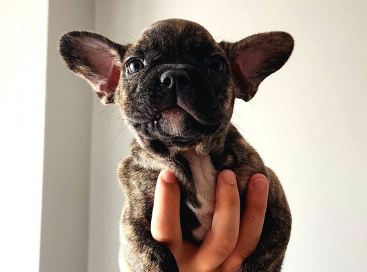 2 Aylık Brindle Pattern French Bulldog