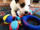 Köpekçi̇ftli̇ği̇ Jack Russle Yavrular Ücretsi̇zdeği̇ldi̇r