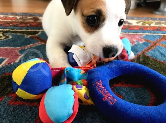 Köpekçi̇ftli̇ği̇ Jack Russle Yavrular Ücretsi̇zdeği̇ldi̇r görsel
