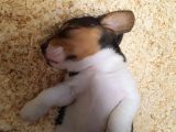 Köpekçi̇ftli̇ği̇ Jack Russle Yavrular Ücretsi̇zdeği̇ldi̇r