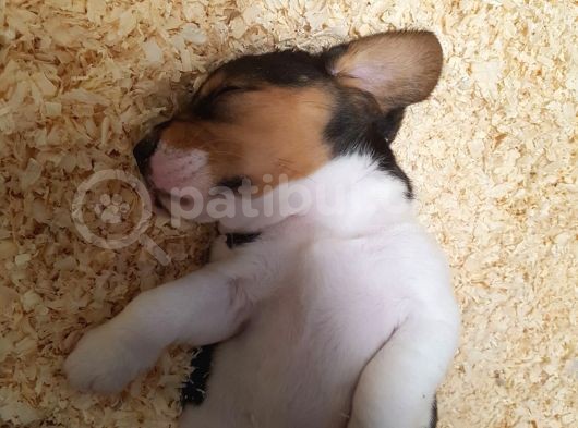 Köpekçi̇ftli̇ği̇ Jack Russle Yavrular Ücretsi̇zdeği̇ldi̇r görsel