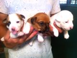 Köpekçi̇ftli̇ği̇ Jack Russle Yavrular Ücretsi̇zdeği̇ldi̇r