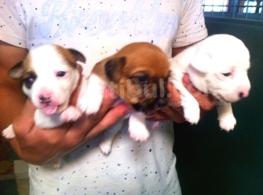 Köpekçi̇ftli̇ği̇ Jack Russle Yavrular Ücretsi̇zdeği̇ldi̇r görsel