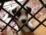 Köpekçi̇ftli̇ği̇ Jack Russle Yavrular Ücretsi̇zdeği̇ldi̇r