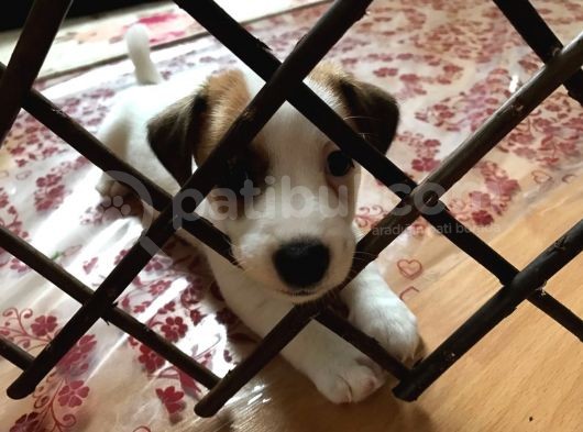 Köpekçi̇ftli̇ği̇ Jack Russle Yavrular Ücretsi̇zdeği̇ldi̇r görsel