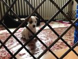 Köpekçi̇ftli̇ği̇ Jack Russle Yavrular Ücretsi̇zdeği̇ldi̇r