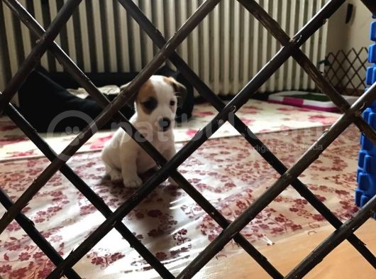 Köpekçi̇ftli̇ği̇ Jack Russle Yavrular Ücretsi̇zdeği̇ldi̇r görsel