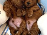 Red Brown Toy Poodle Yavrular