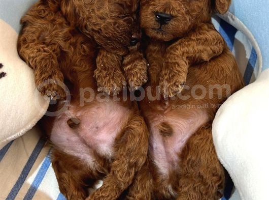 Red Brown Toy Poodle Yavrular görsel