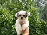 Mini Boy Morkie Yavrular