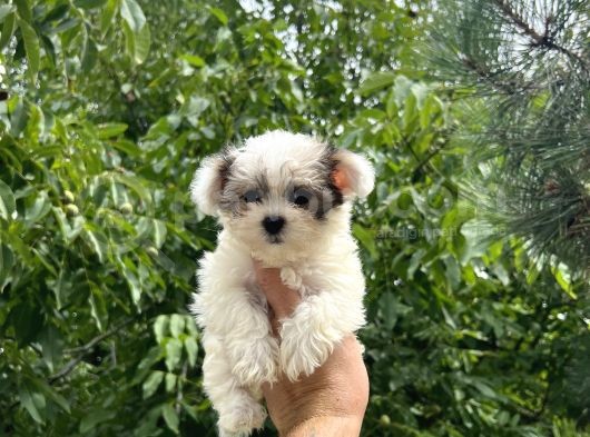 Mini Boy Morkie Yavrular görsel