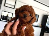 Anne altından Orjinal Red Brown Toy Poodle yavrularımız