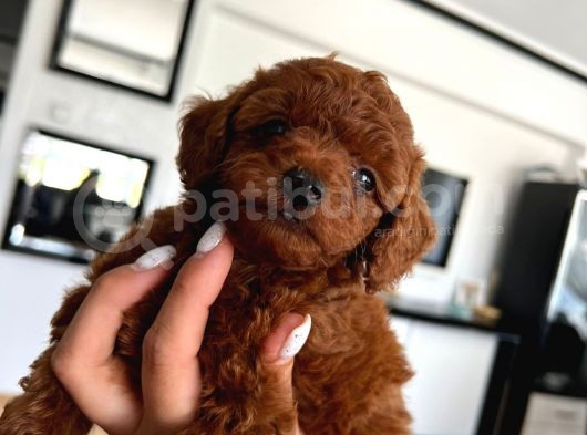 Anne Altından Orjinal Red Brown Toy Poodle Yavrularımız