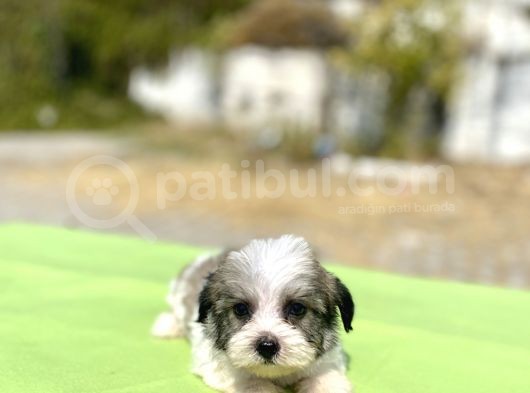 Blue Gen Hattında Morkie Oğlumuz görsel