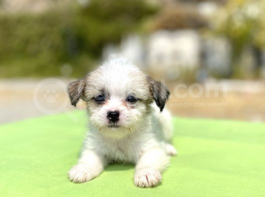 0 No Morkie Oğlumuz görsel