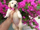 Baby Face Golden Retriever Bebekler