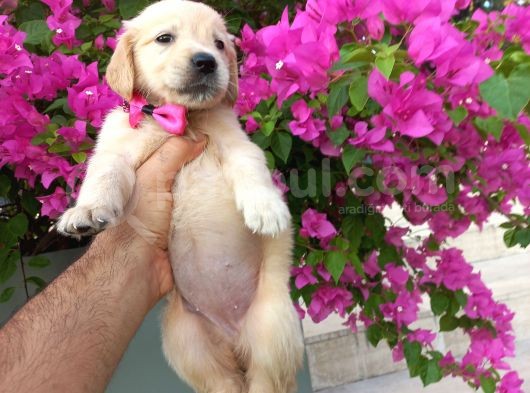 Baby Face Golden Retriever Bebekler görsel