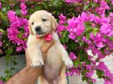 Baby face golden retriever bebekler