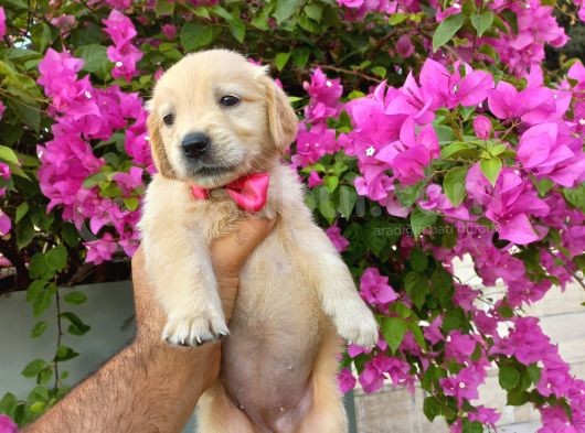 Baby Face Golden Retriever Bebekler