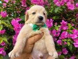 Baby Face Golden Retriever Bebekler