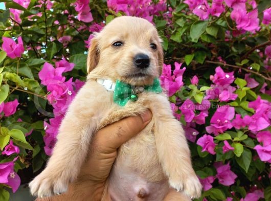 Baby Face Golden Retriever Bebekler görsel
