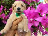 Baby Face Golden Retriever Bebekler